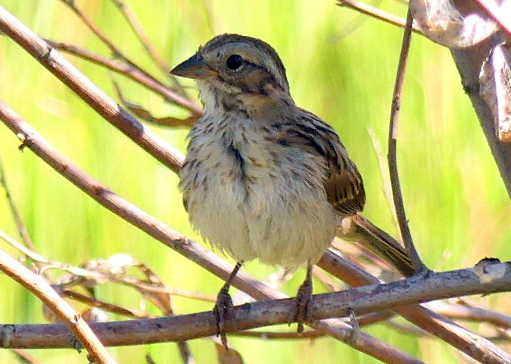 Song Sparrow - ML621692288