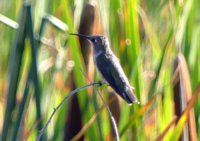 Black-chinned Hummingbird - ML621692301