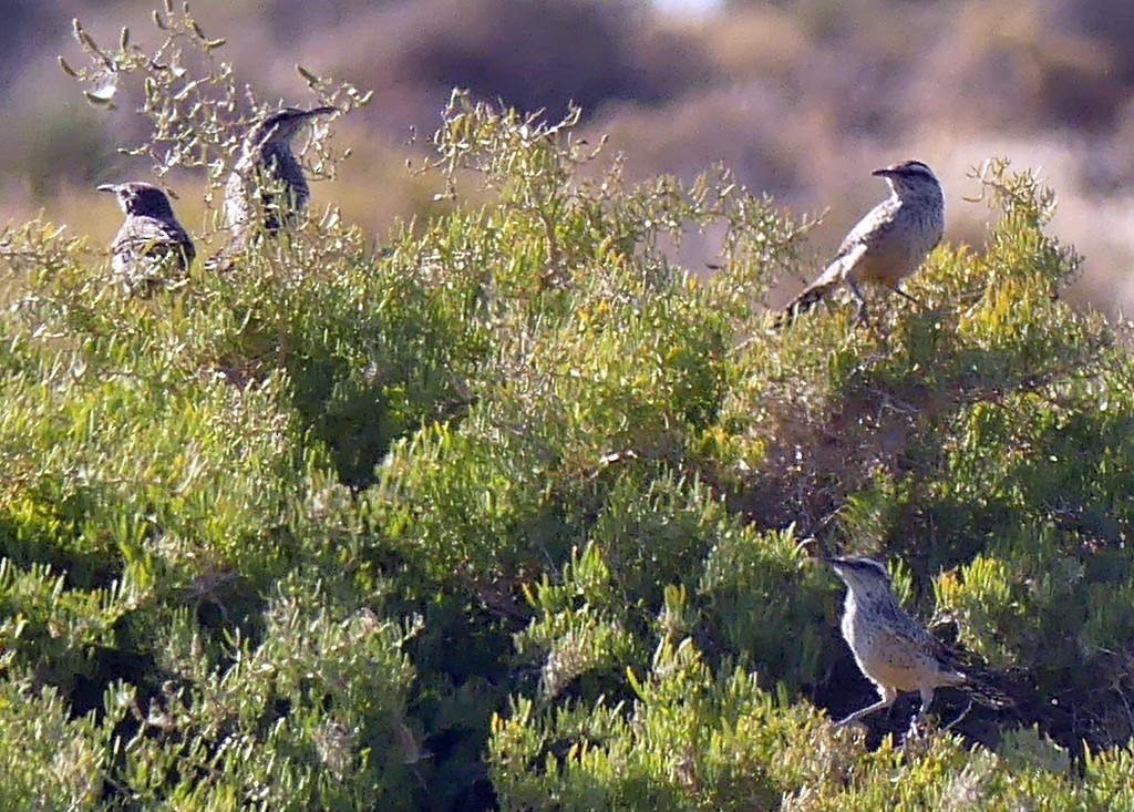 Cactus Wren - ML621692303