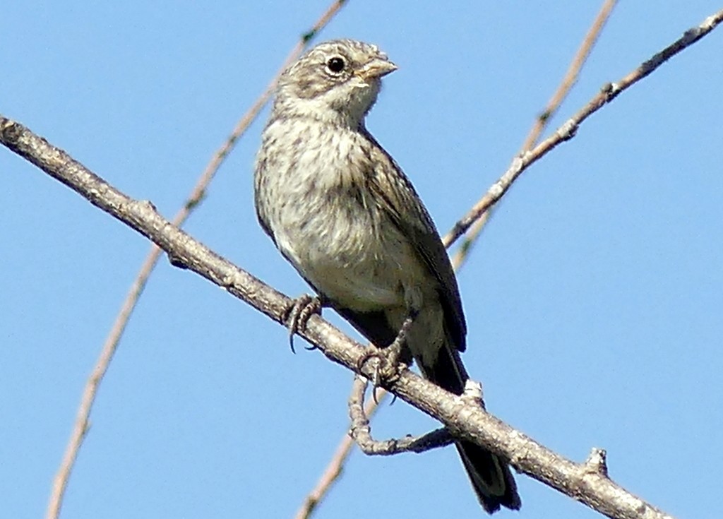 Bell's Sparrow - ML621692314