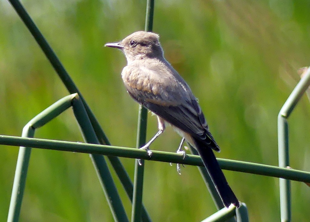 Say's Phoebe - ML621692325