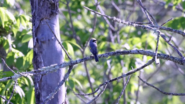 Golden-winged Warbler - ML621692410