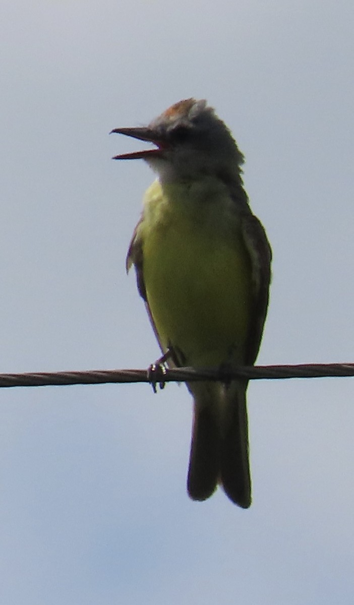 Tropical/Couch's Kingbird - ML621692518