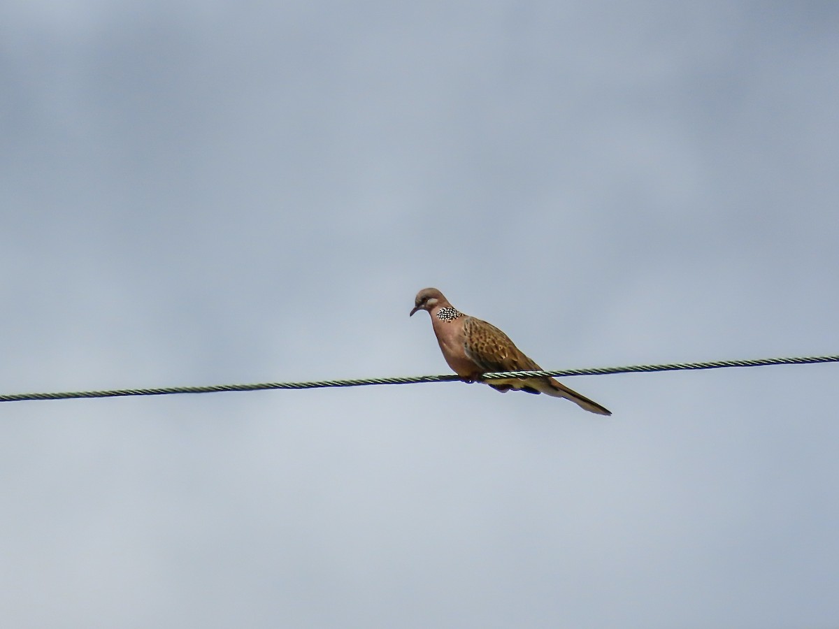 Spotted Dove - ML621692536