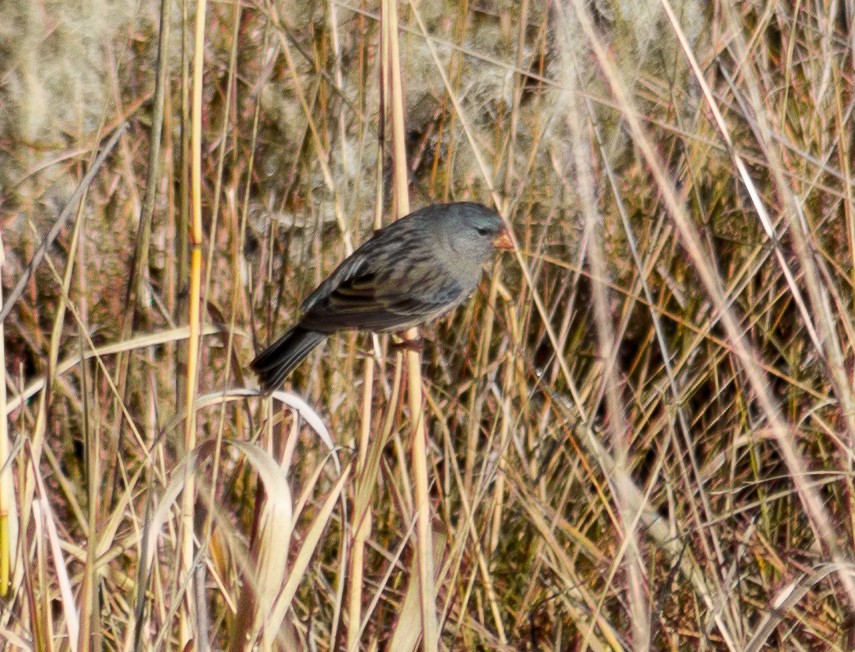 Plain-colored Seedeater - ML621692567