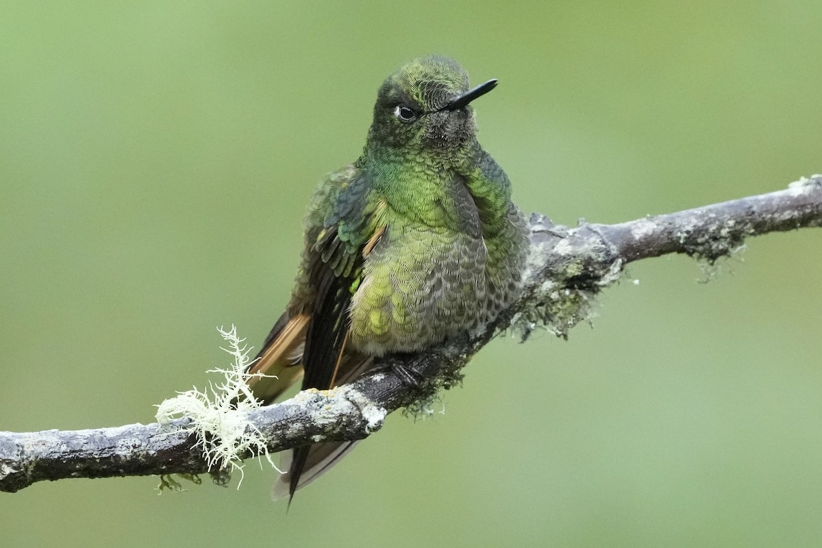 Buff-tailed Coronet - ML621692587