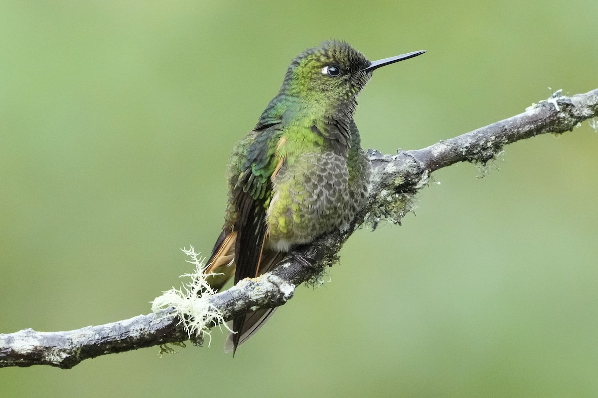 Buff-tailed Coronet - ML621692588