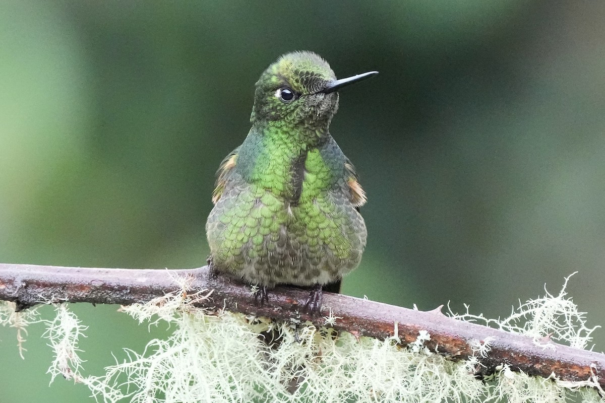 Buff-tailed Coronet - ML621692589