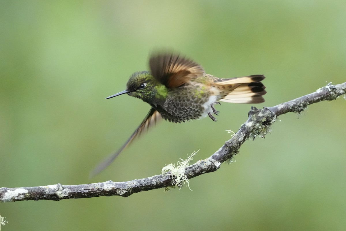 Buff-tailed Coronet - ML621692590