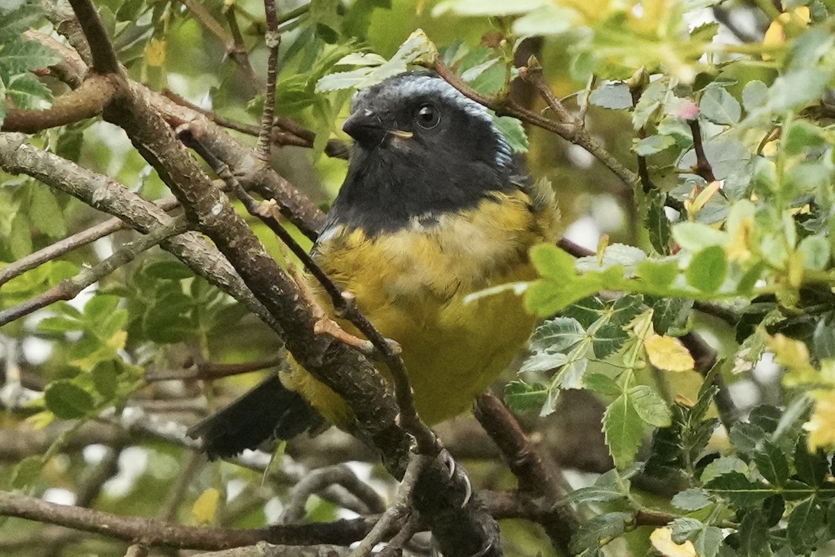 Buff-breasted Mountain Tanager (Buff-breasted) - ML621692679