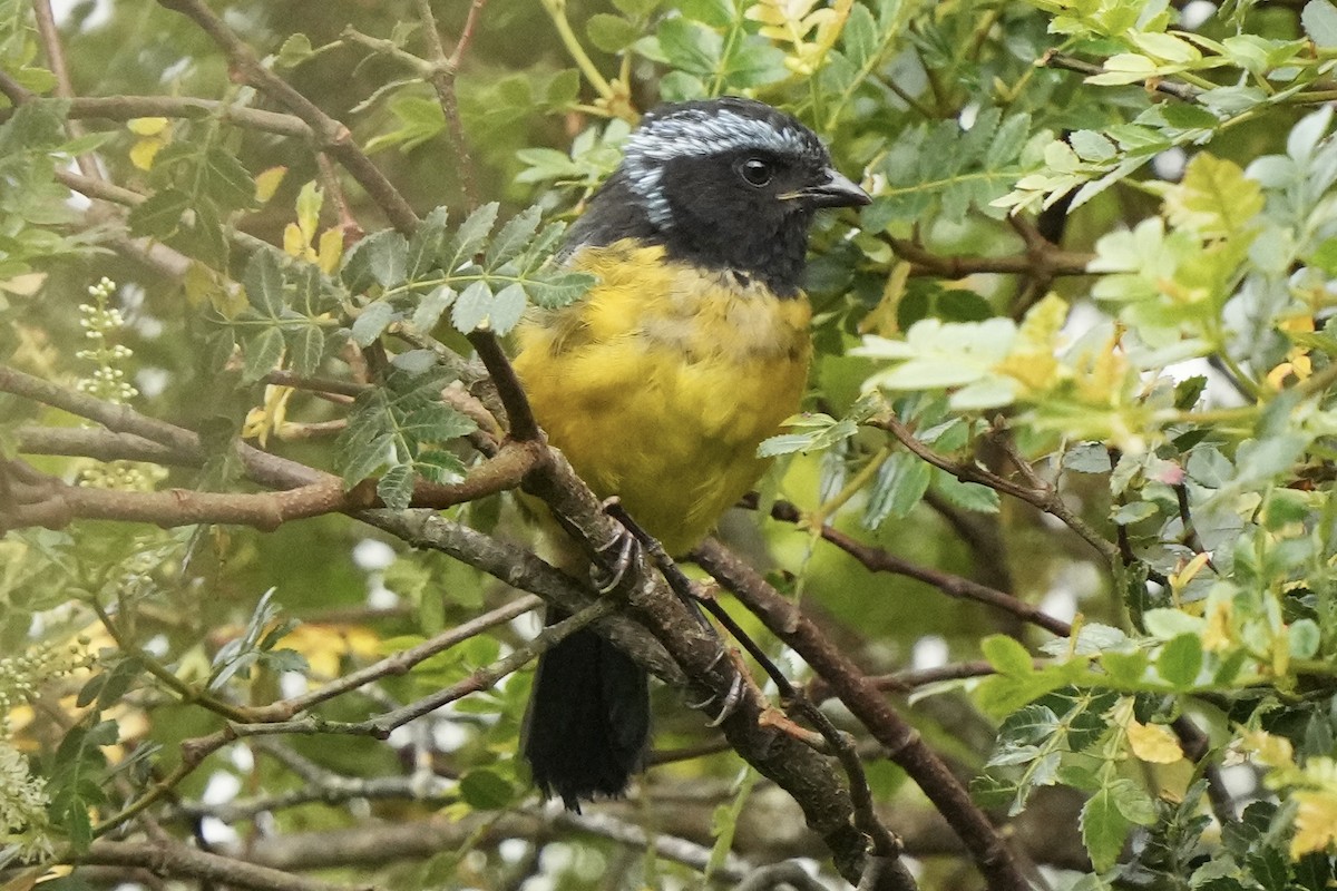 Buff-breasted Mountain Tanager (Buff-breasted) - ML621692680