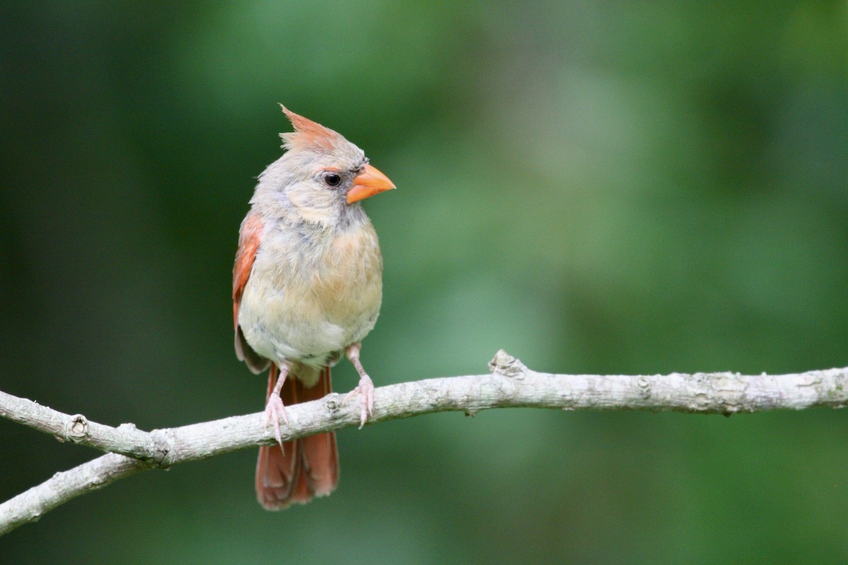 Northern Cardinal - ML621692721