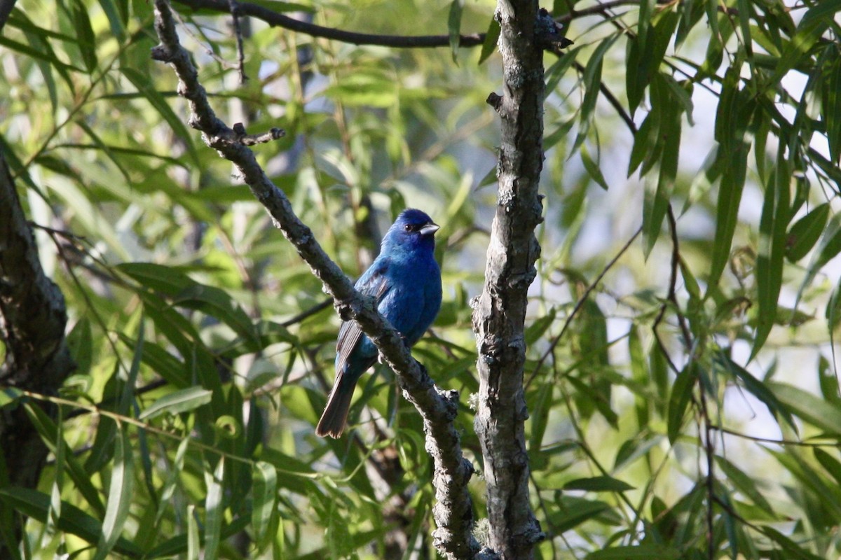 Indigo Bunting - ML621692729