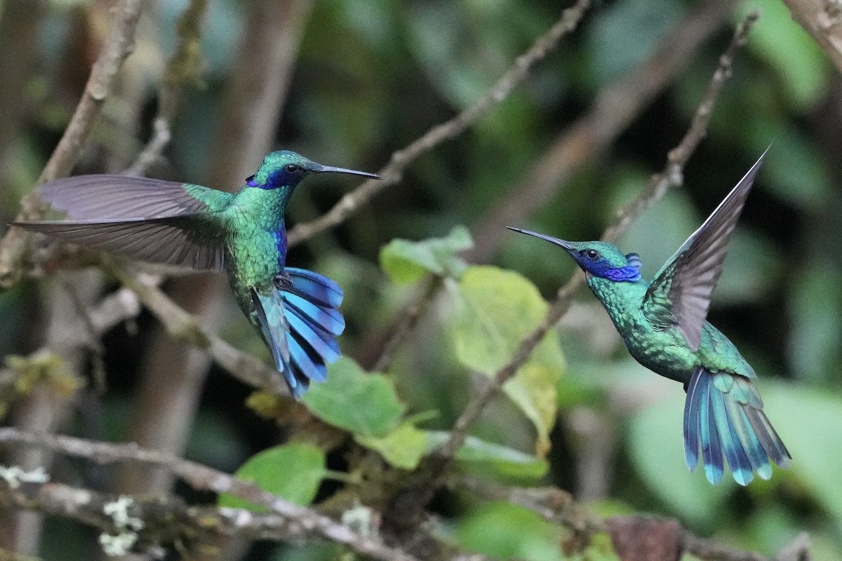 Sparkling Violetear - Tom Cassaro