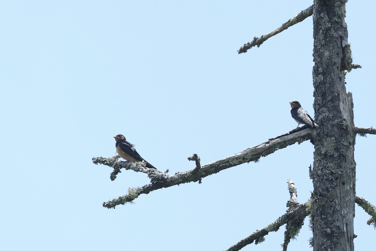 Barn Swallow - ML621692846