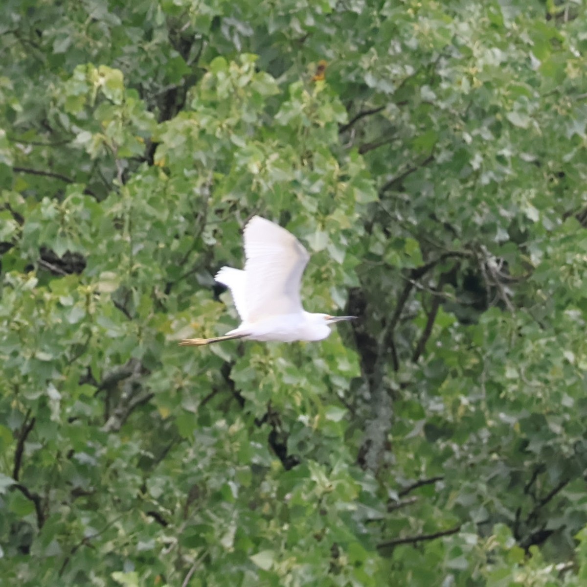 Snowy Egret - ML621692851