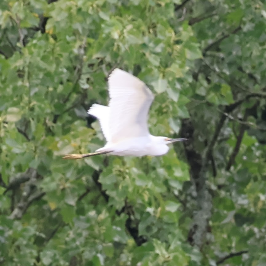 Snowy Egret - ML621692853