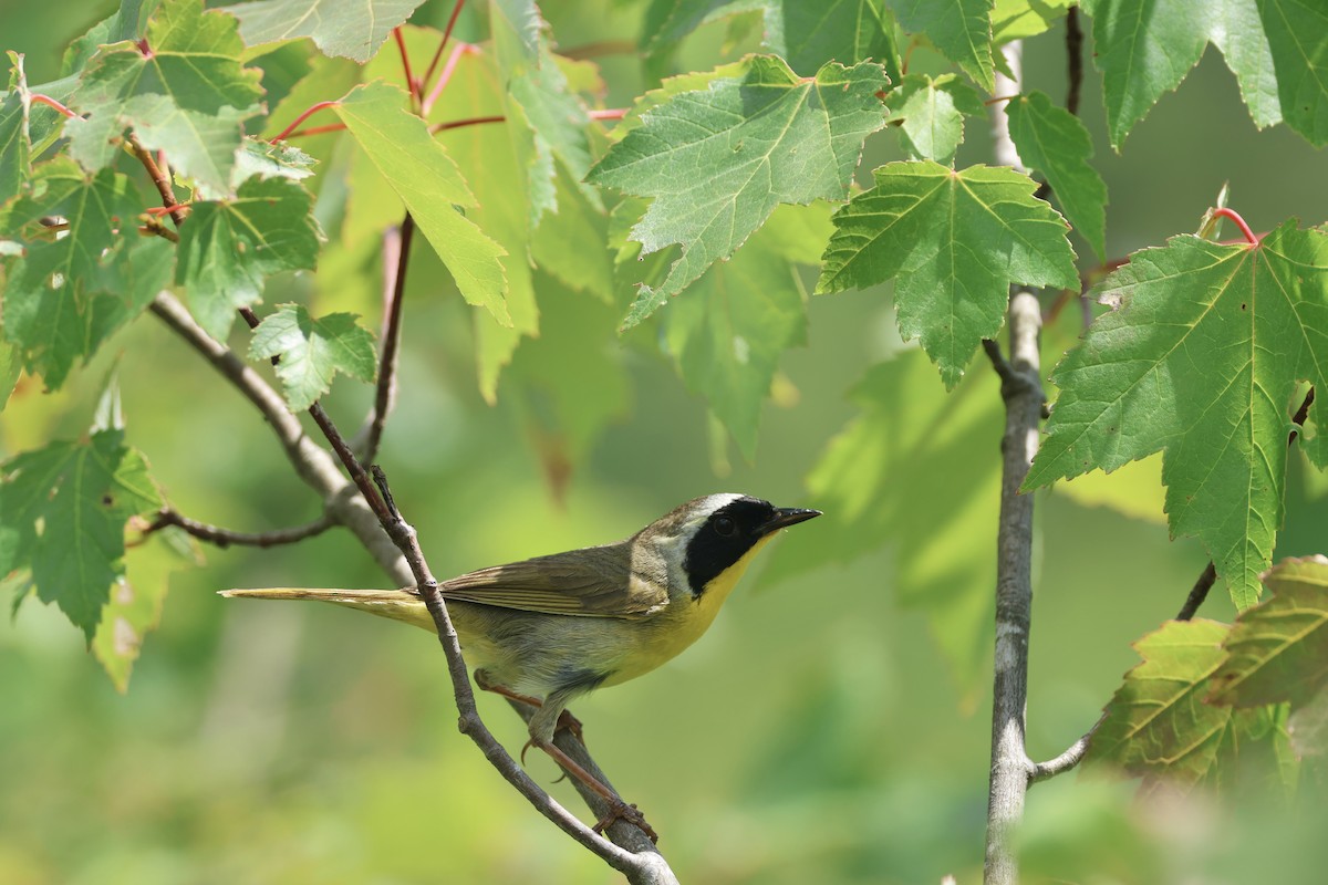 Common Yellowthroat - ML621692857