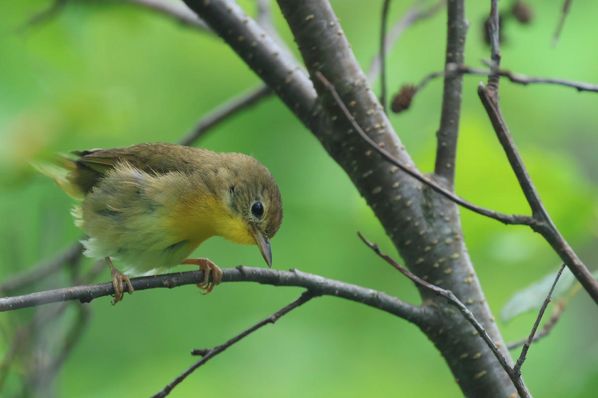 Common Yellowthroat - ML621692858