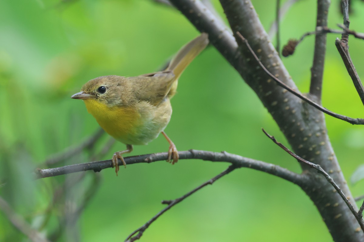 Common Yellowthroat - ML621692859