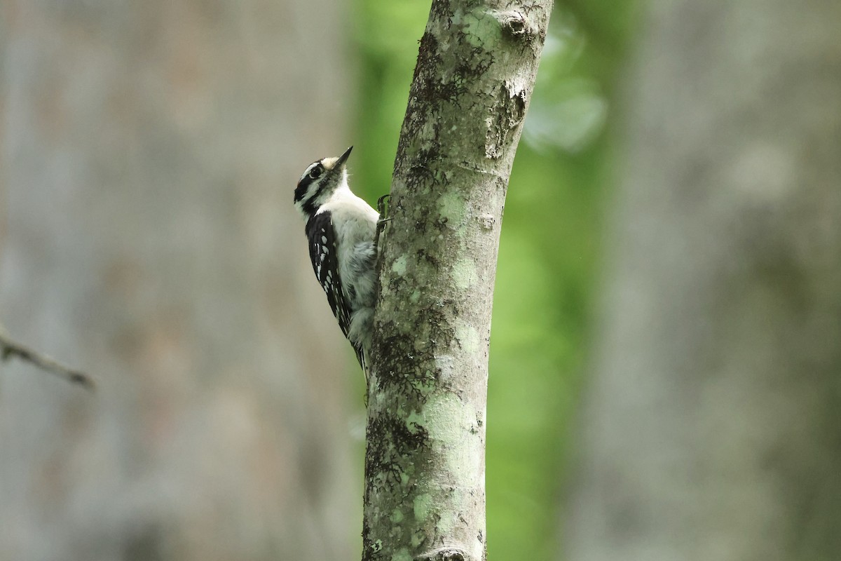 Downy Woodpecker - E R