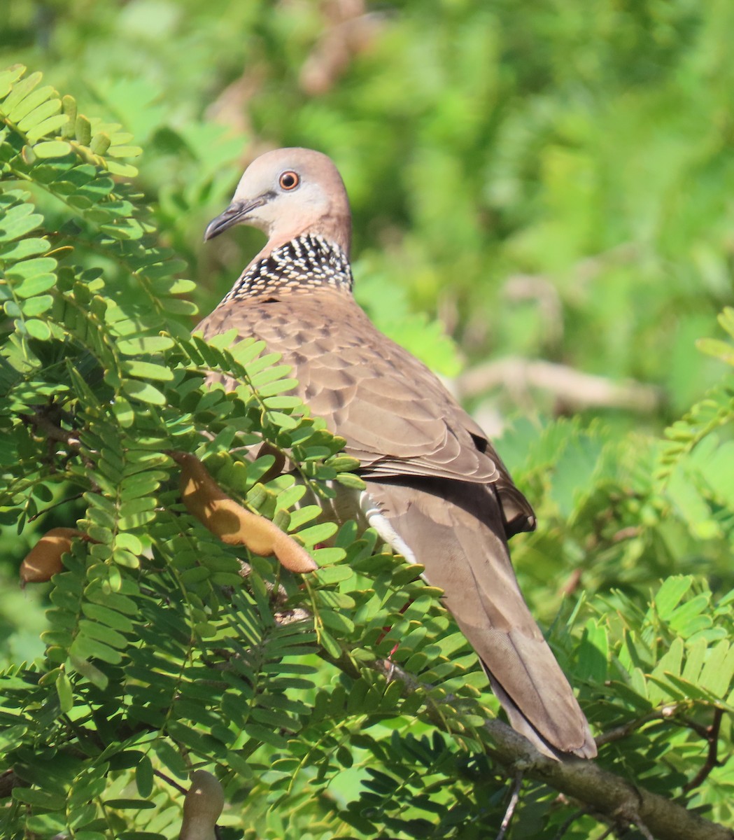 Spotted Dove - ML621692964