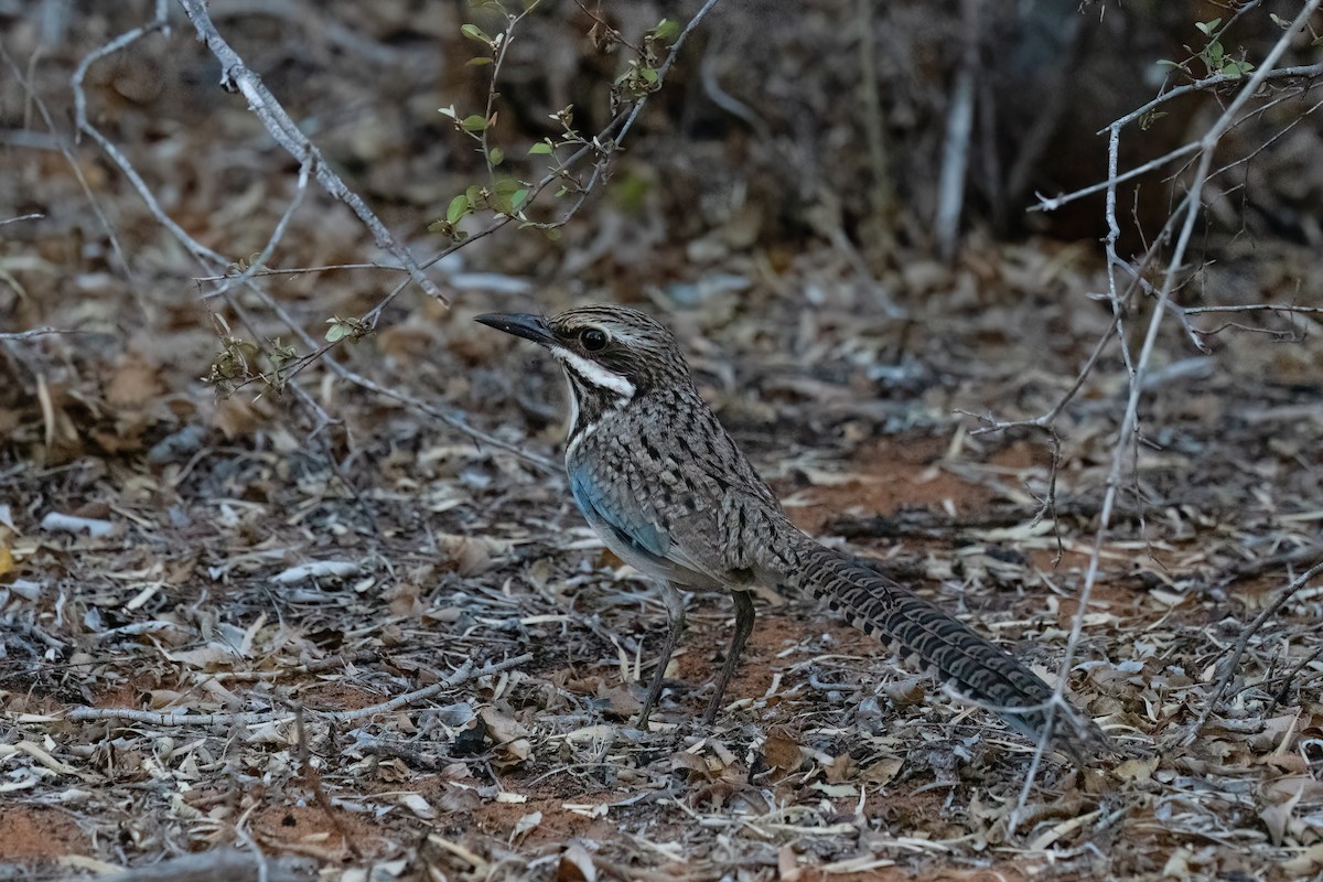 Long-tailed Ground-Roller - ML621693003