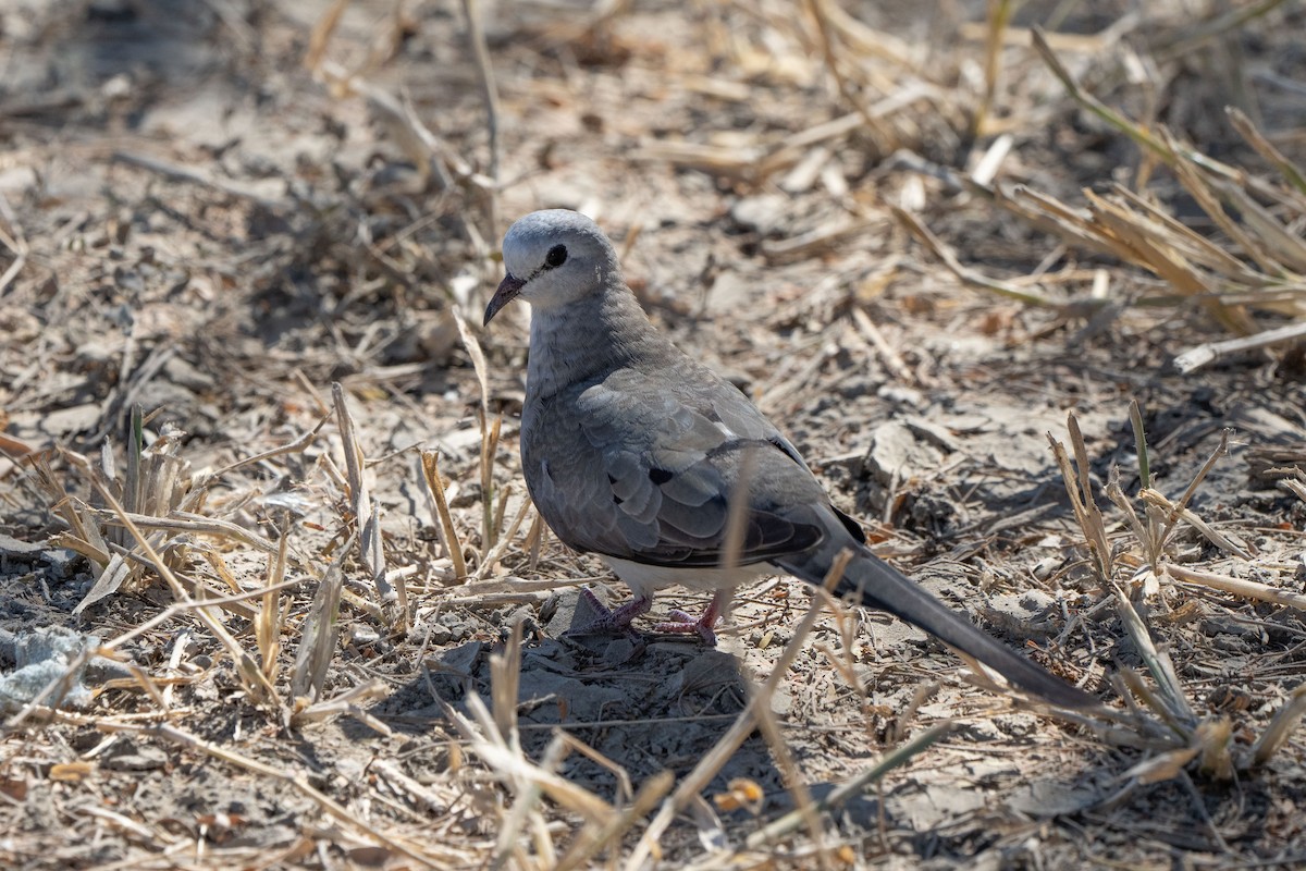 Namaqua Dove - ML621693007