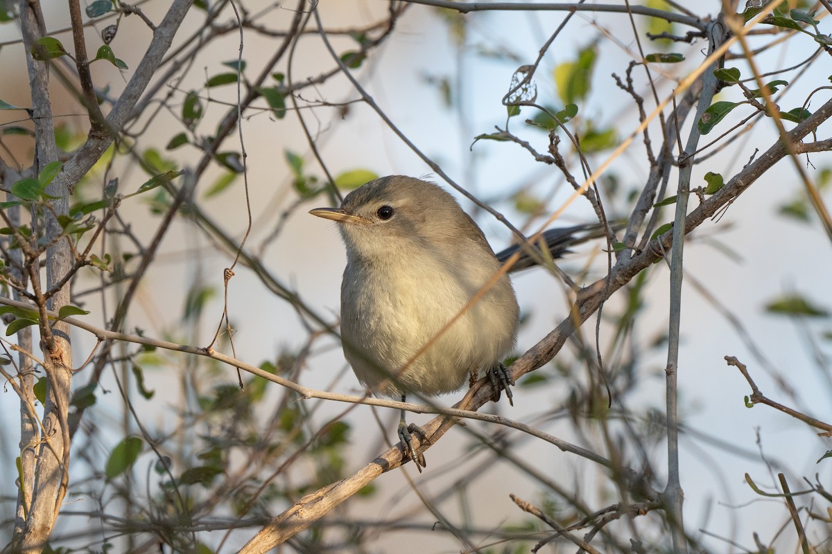 Subdesert Brush-Warbler - ML621693029