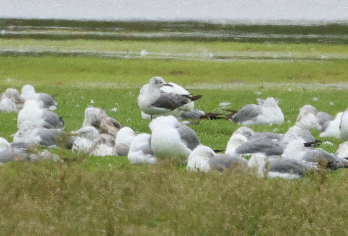 Laughing Gull - ML621693074