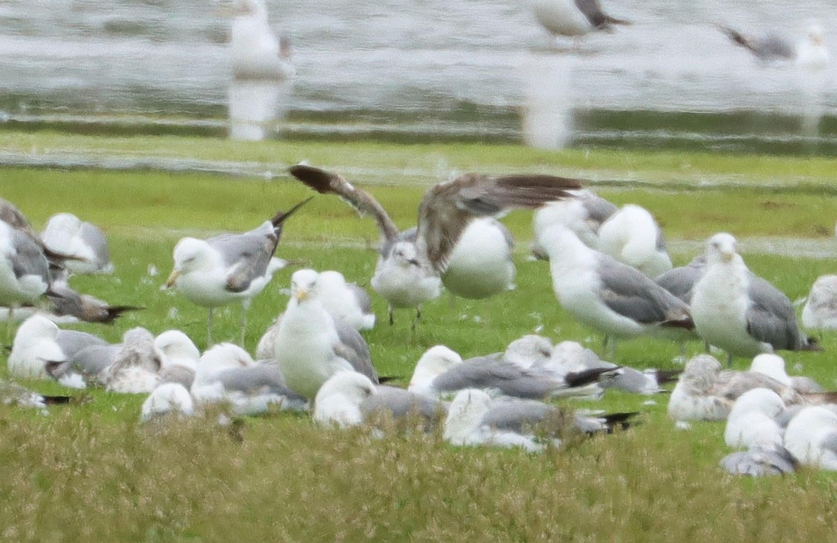 Laughing Gull - ML621693077