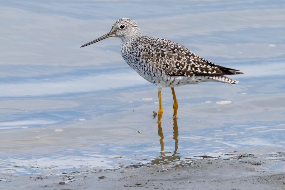 Greater Yellowlegs - ML621693091