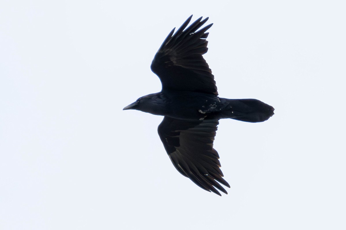 Common Raven - ML621693093