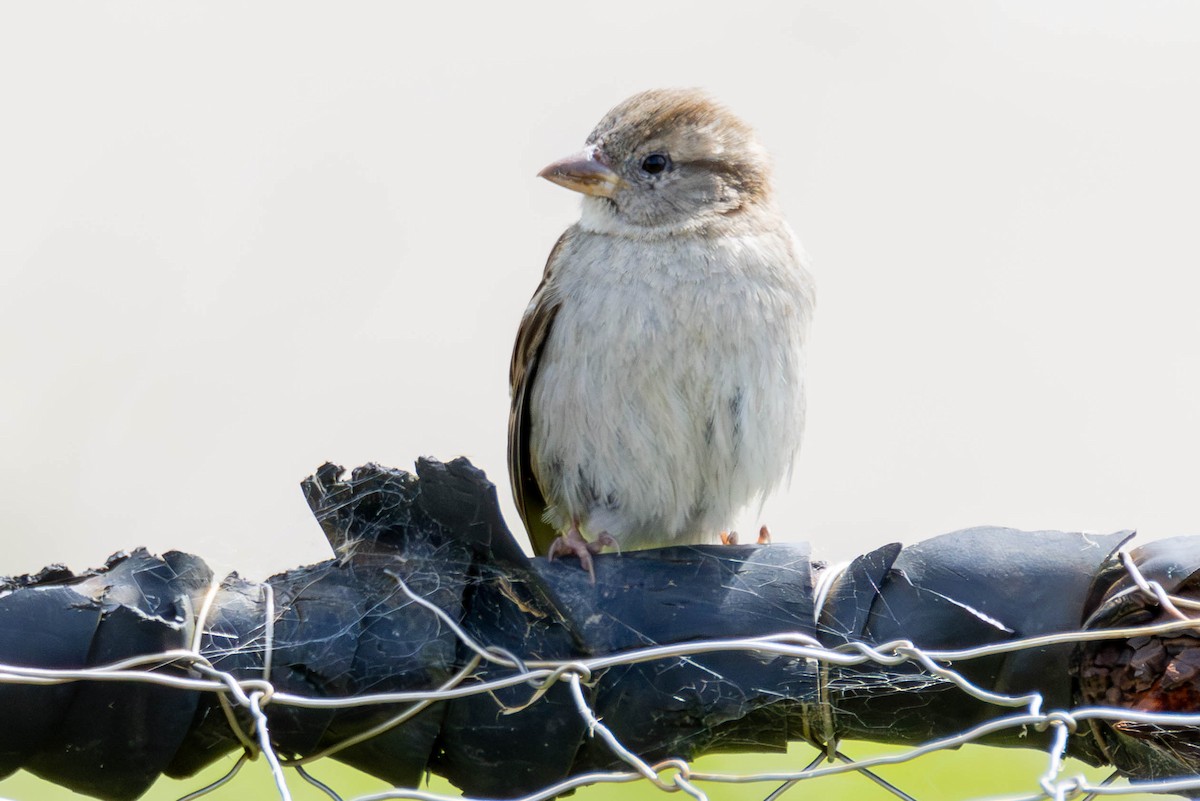 House Sparrow - ML621693096