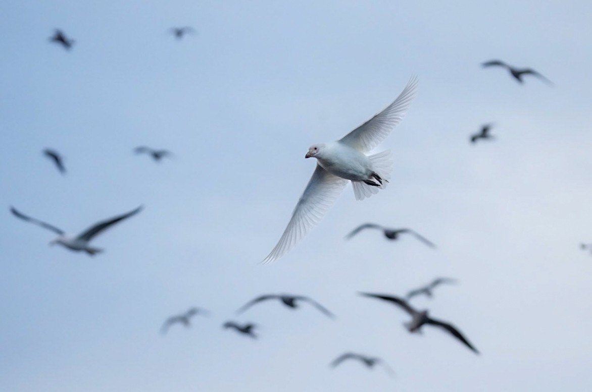 Snowy Sheathbill - ML621693097