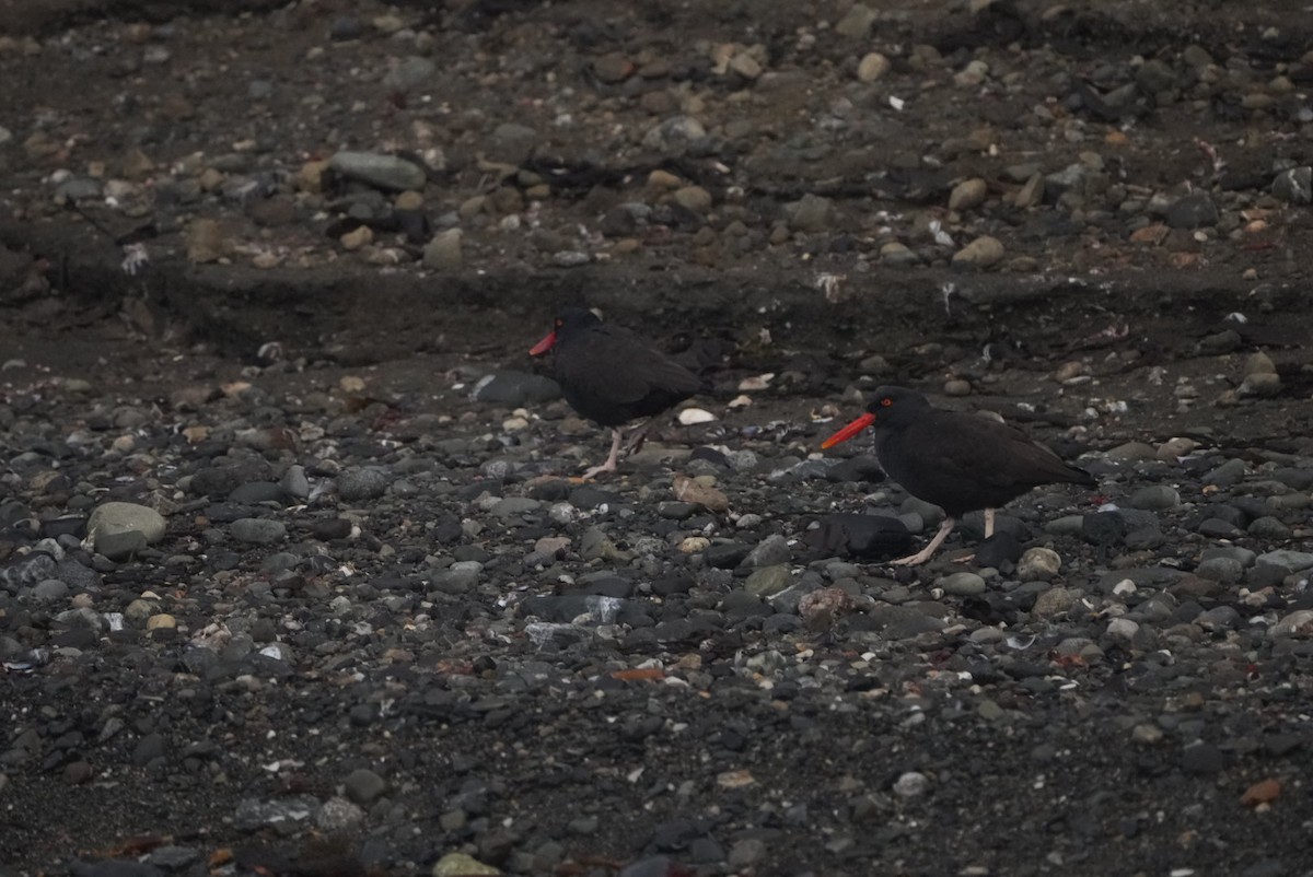 Blackish Oystercatcher - ML621693127