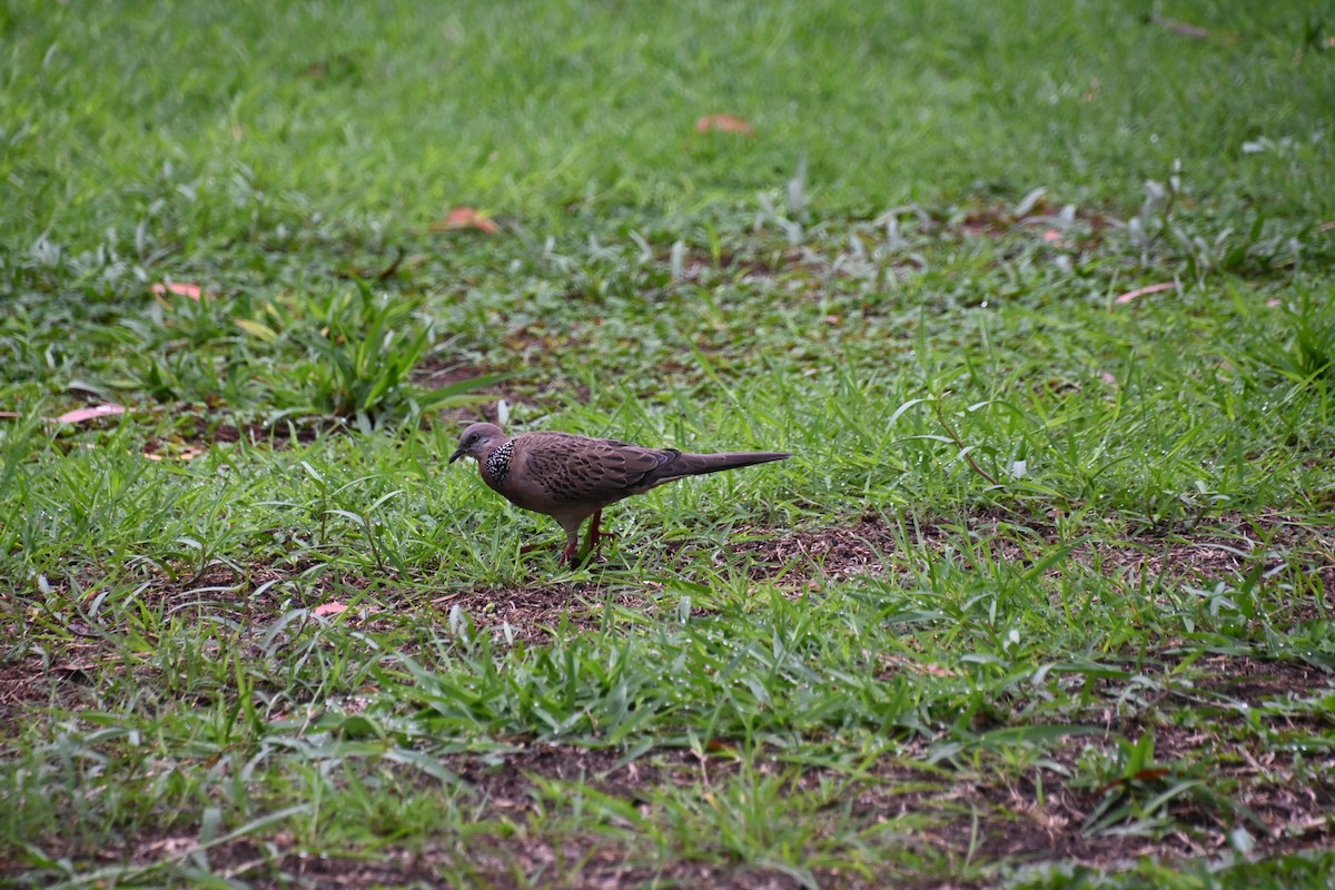 Spotted Dove - ML621693167