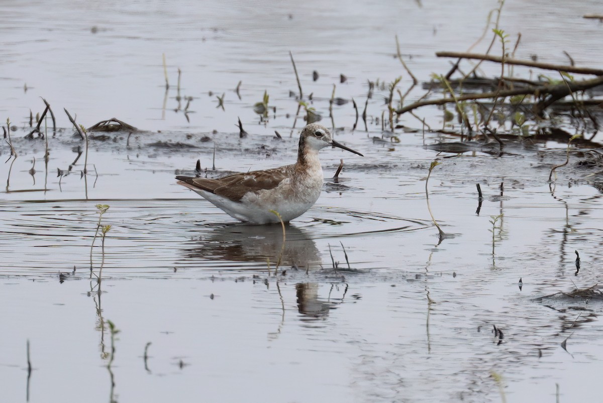 Wilson's Phalarope - ML621693194