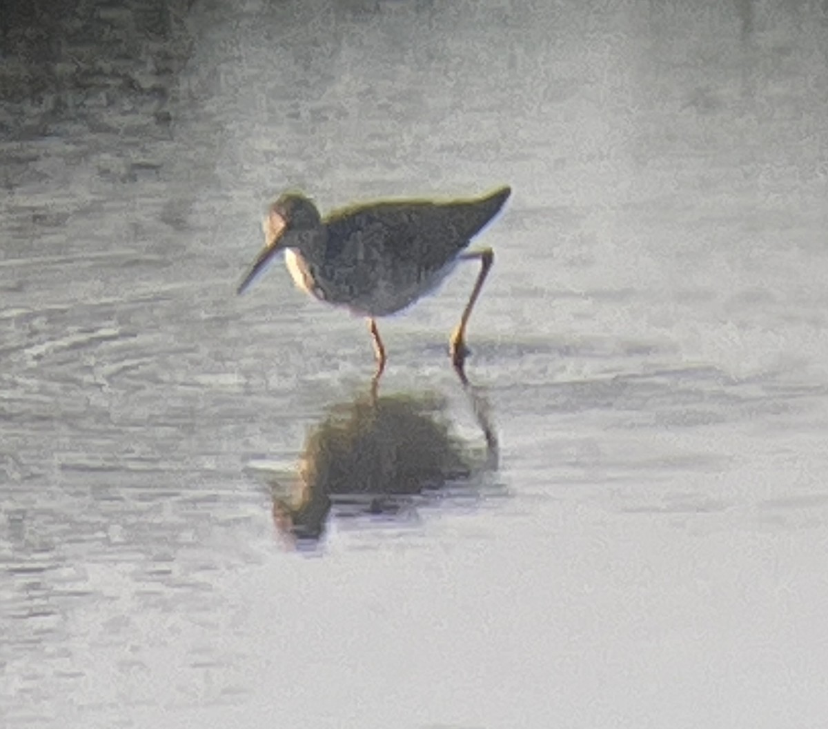 Lesser Yellowlegs - ML621693247