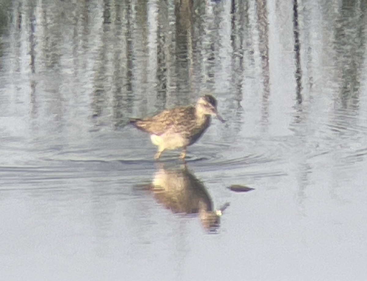 Lesser Yellowlegs - ML621693249