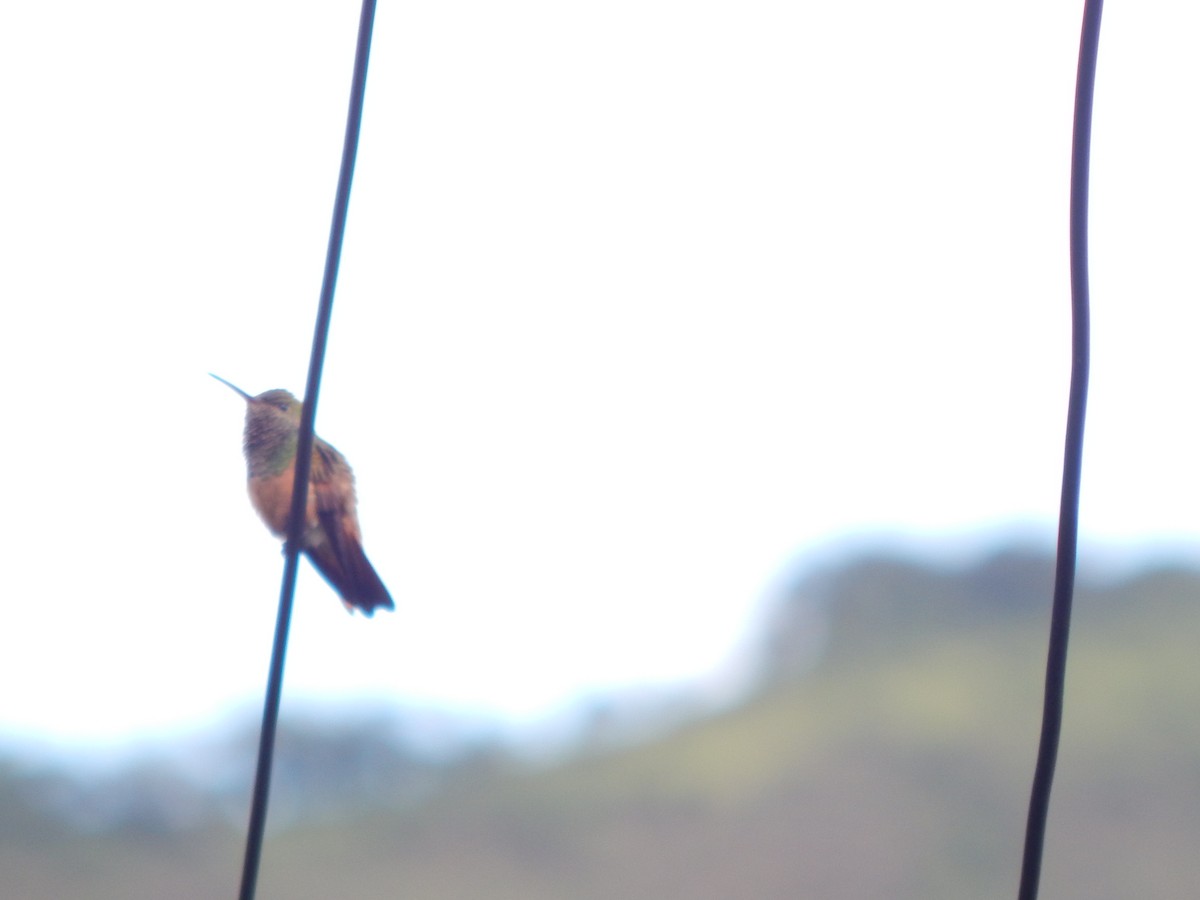 Chestnut-bellied Hummingbird - ML621693270