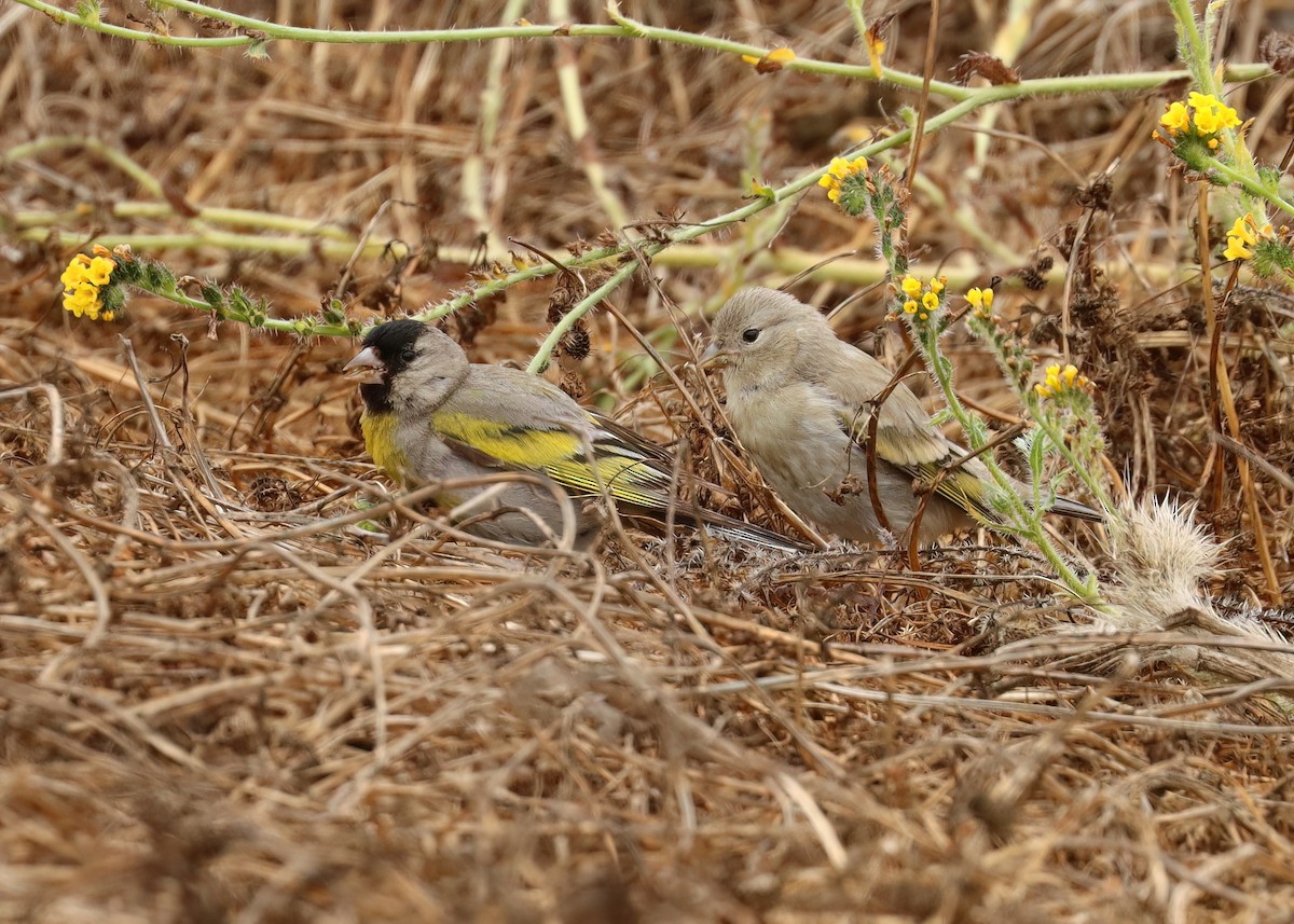 Lawrence's Goldfinch - ML621693411