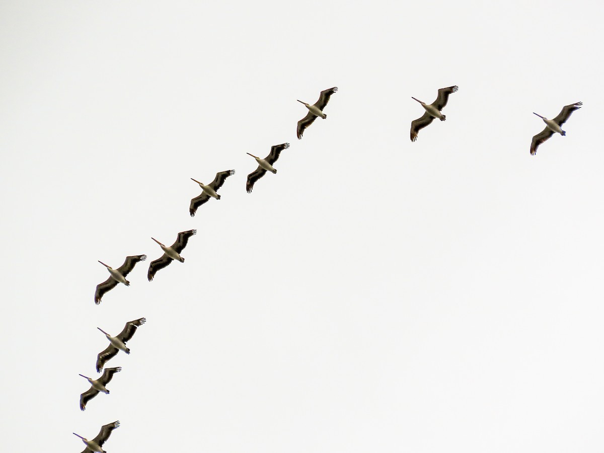 Australian Pelican - ML621693419