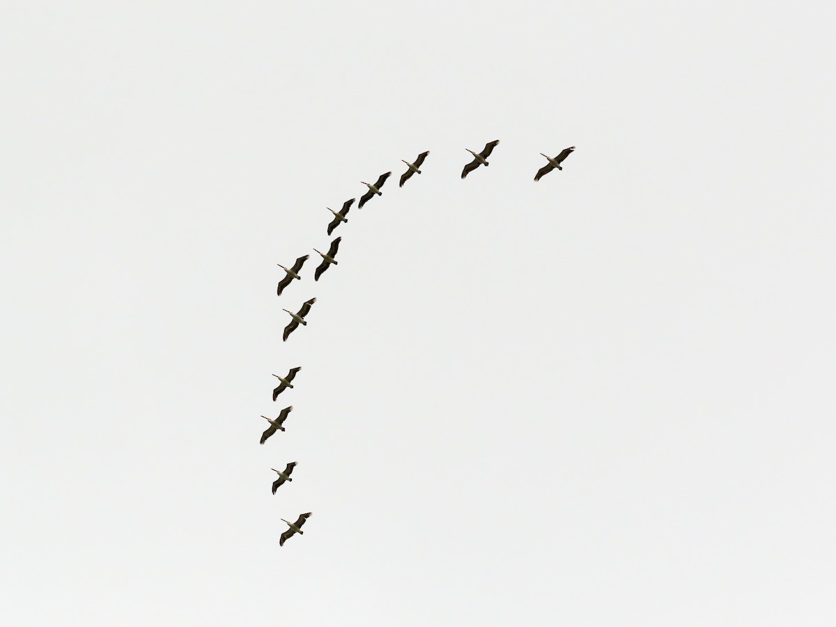Australian Pelican - ML621693420