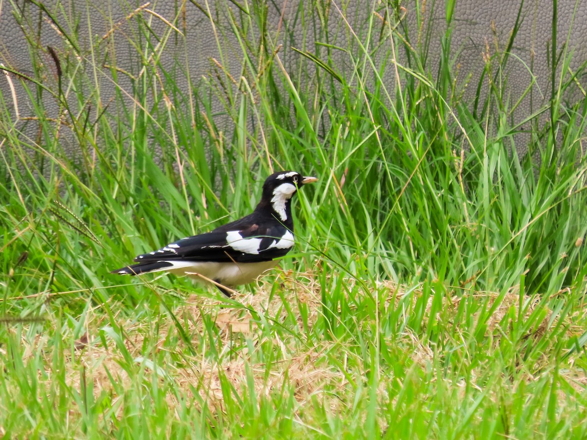 Magpie-lark - ML621693441