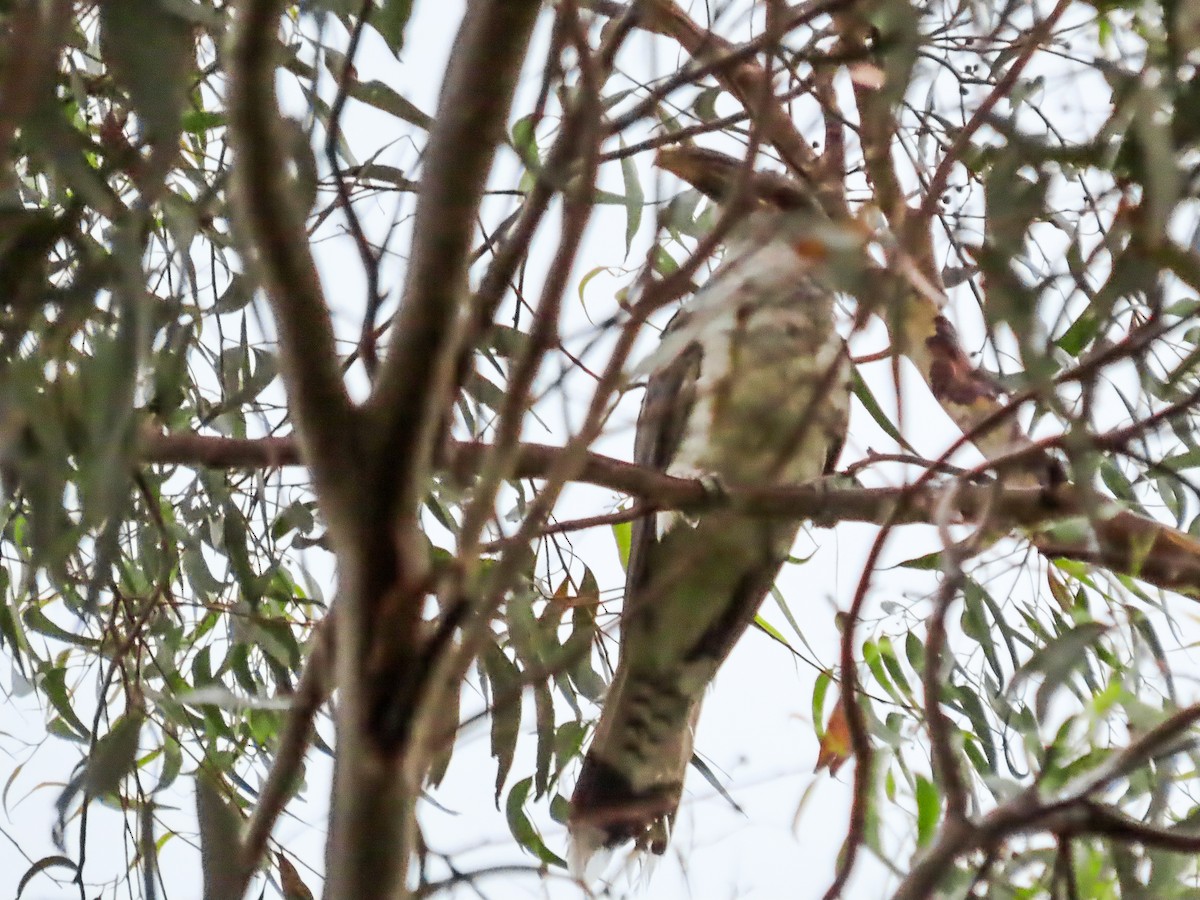Channel-billed Cuckoo - ML621693473