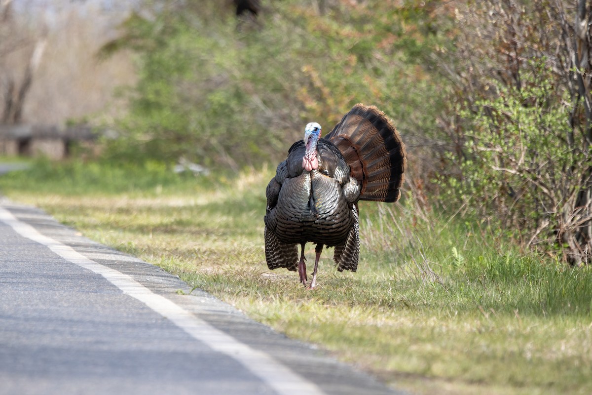 Wild Turkey - Kalpesh Krishna