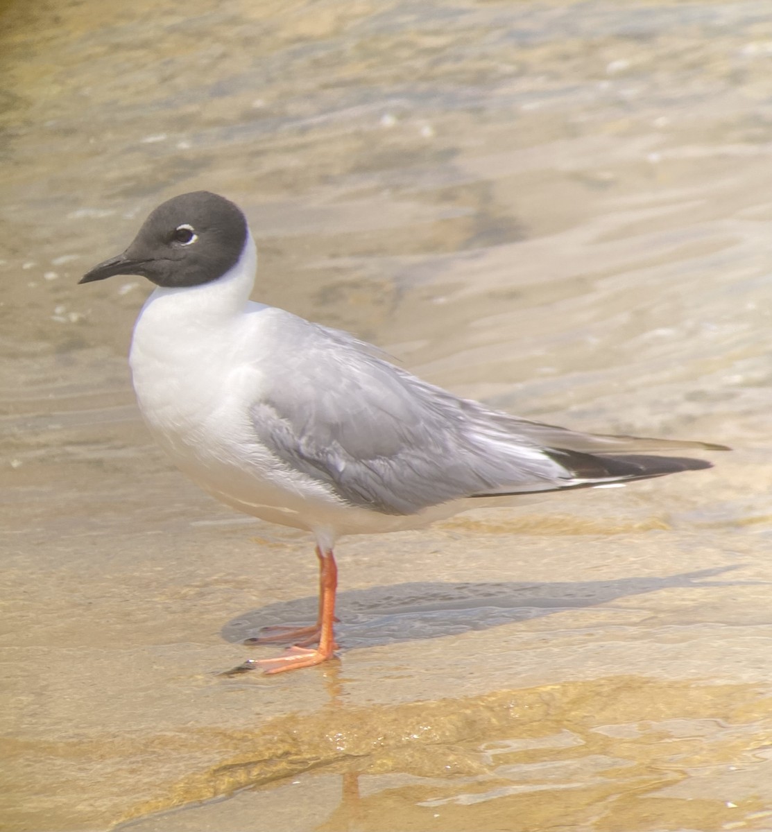 Bonaparte's Gull - ML621693477