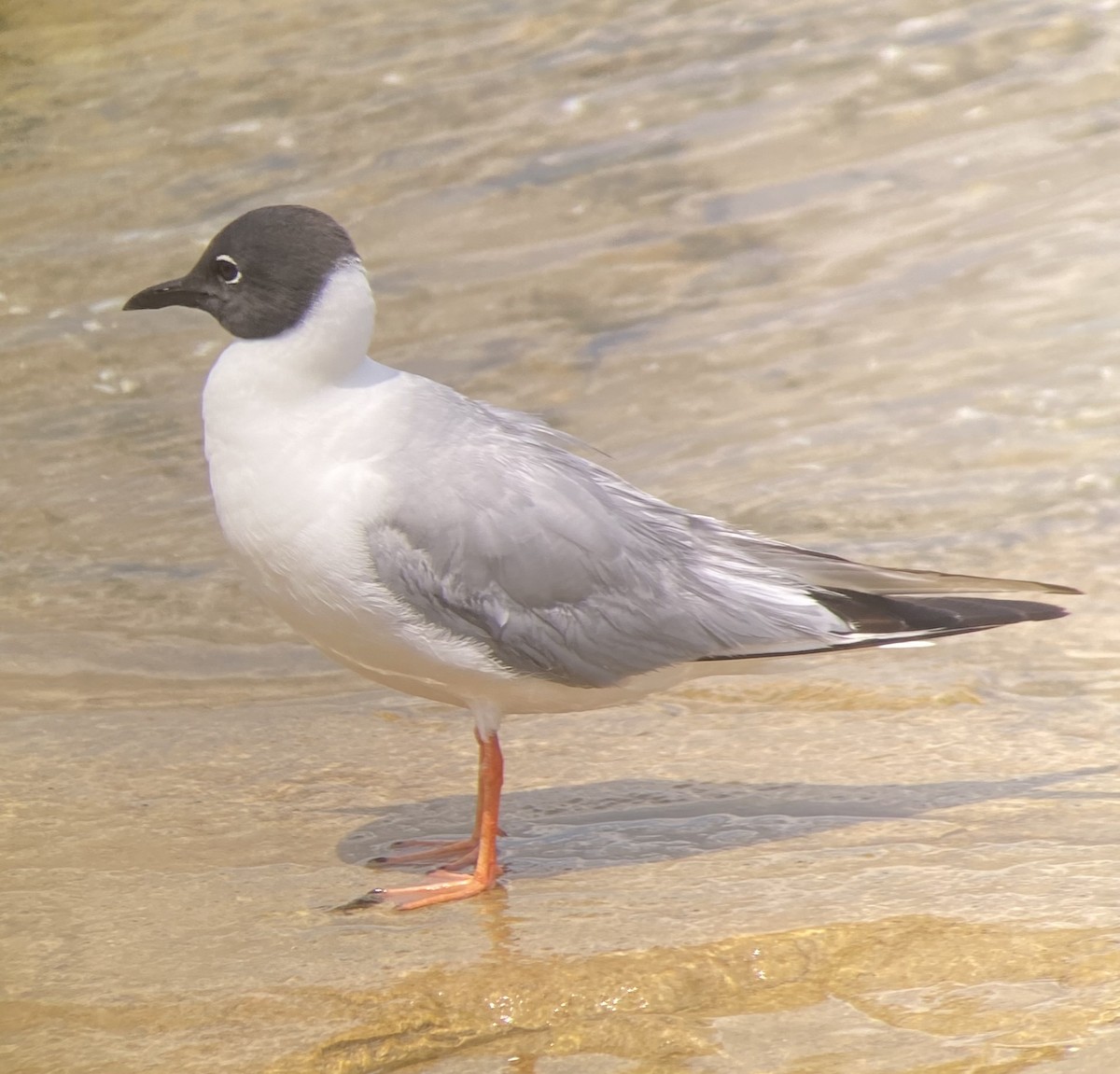 Bonaparte's Gull - ML621693478