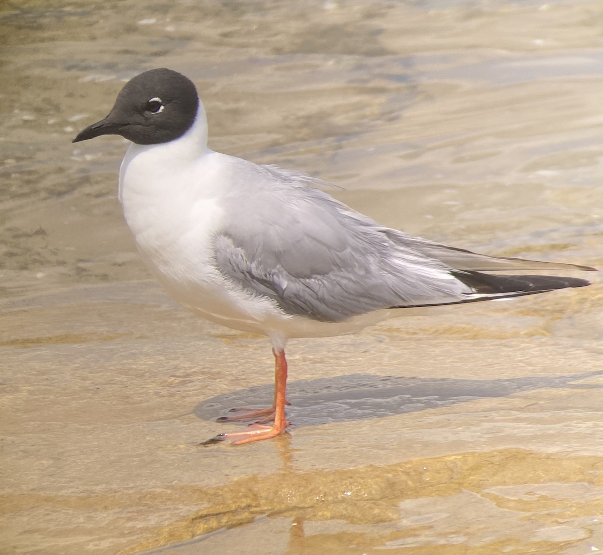 Bonaparte's Gull - ML621693479